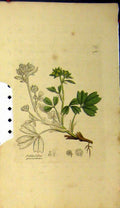 Original Old Antique Print Sibbaldia Procumbens Plant 1801 Sowerby Botanical