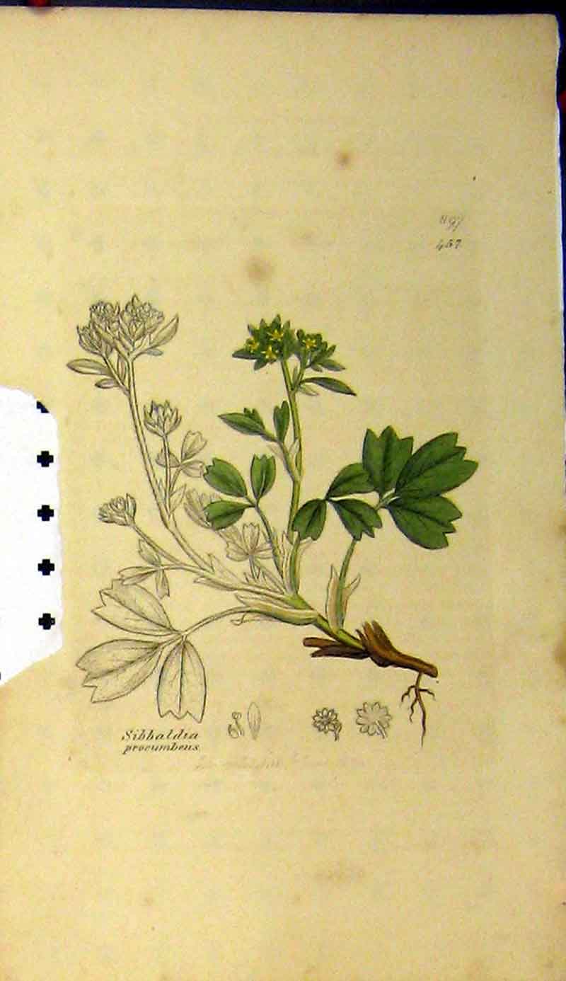 Original Old Antique Print Sibbaldia Procumbens Plant 1801 Sowerby Botanical