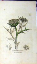 Original Old Antique Print 1812 Sowerby Botanical Echinophora Spinosa Plant