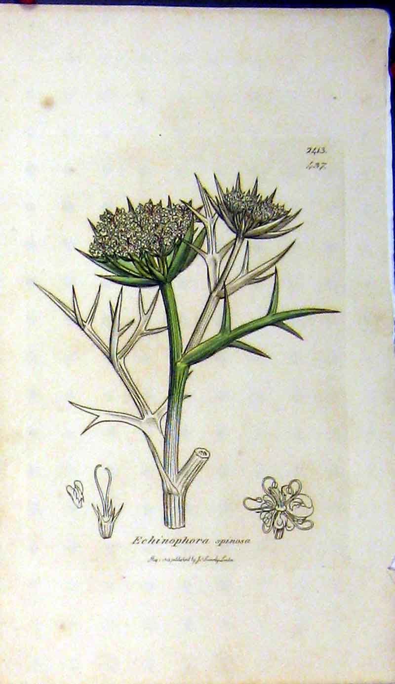 Original Old Antique Print 1812 Sowerby Botanical Echinophora Spinosa Plant