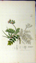 Original Old Antique Print 1807 Sowerby Botanical Erodium Moschatum Plant 19th