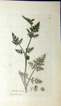 Original Old Antique Print 1794 Sowerby Botanical Torilis Nodosa Plant 18th