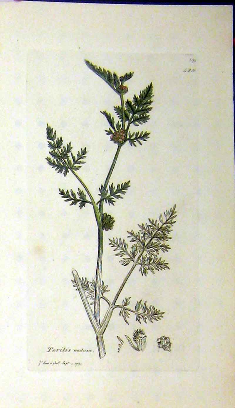 Original Old Antique Print 1794 Sowerby Botanical Torilis Nodosa Plant 18th