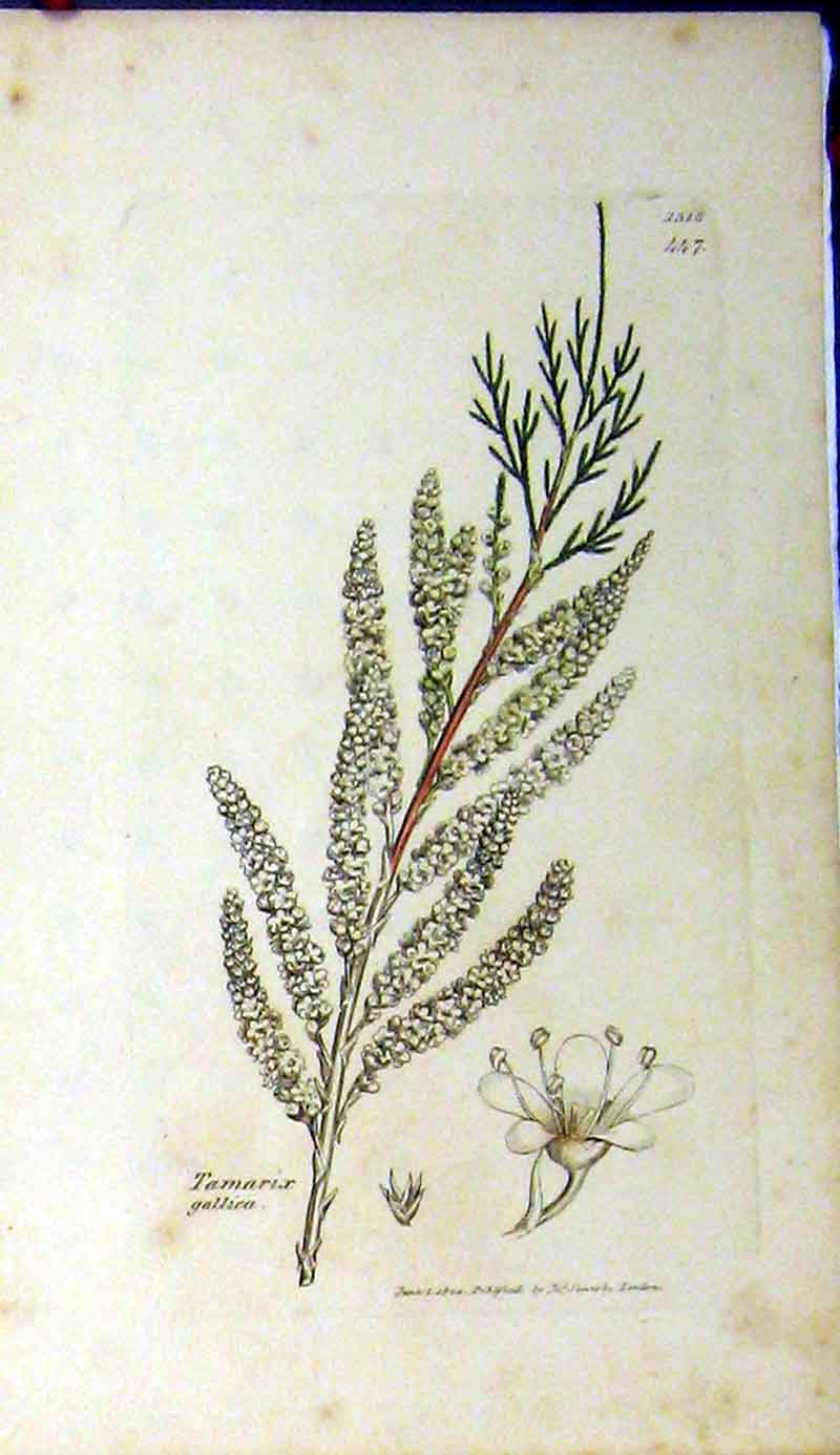 Original Old Antique Print 1804 Sowerby Botanical Tamarix Gallica Grass 19th