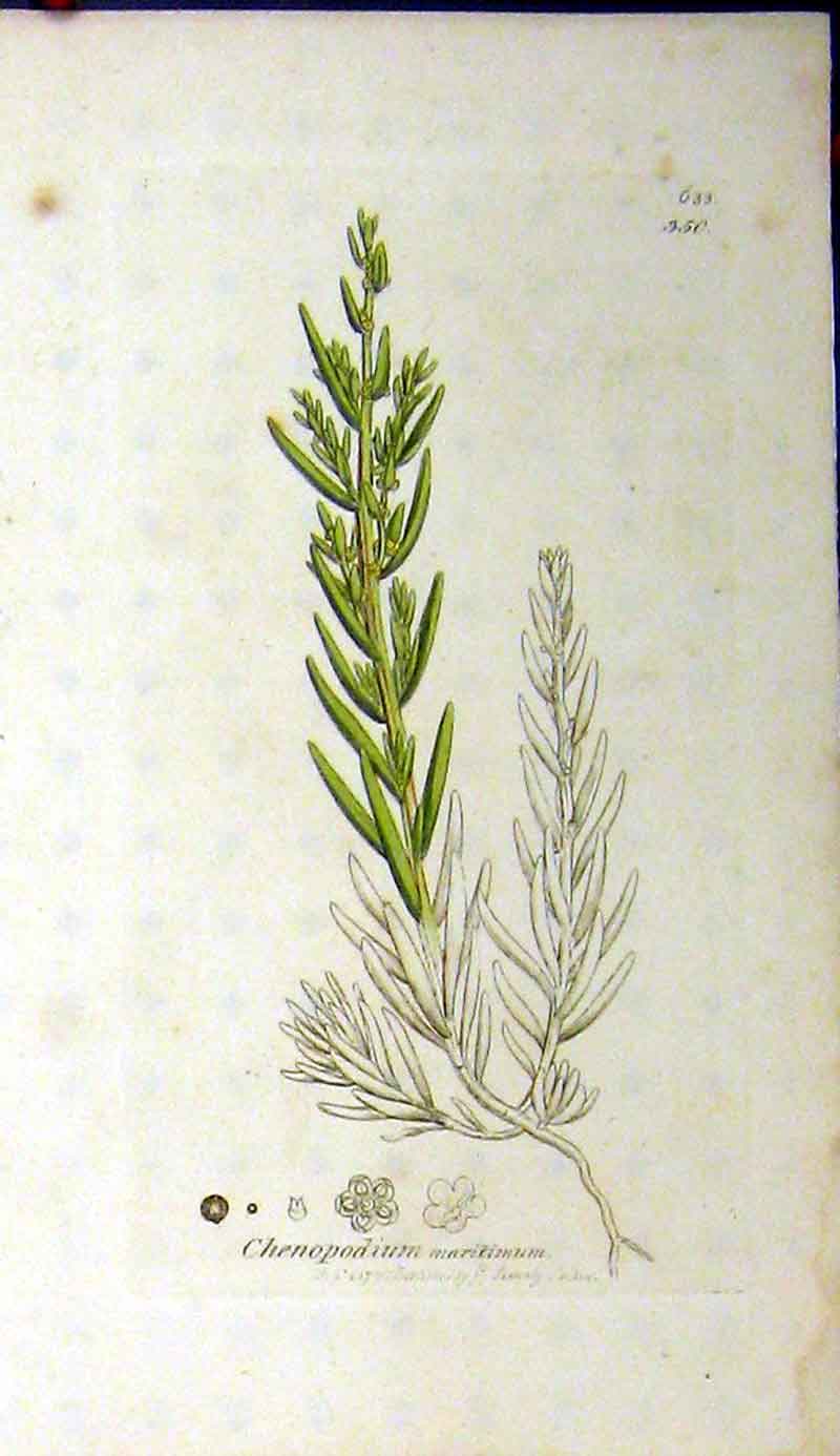 Original Old Antique Print 1799 Sowerby Botanical Chenopodium Maritimum 18th