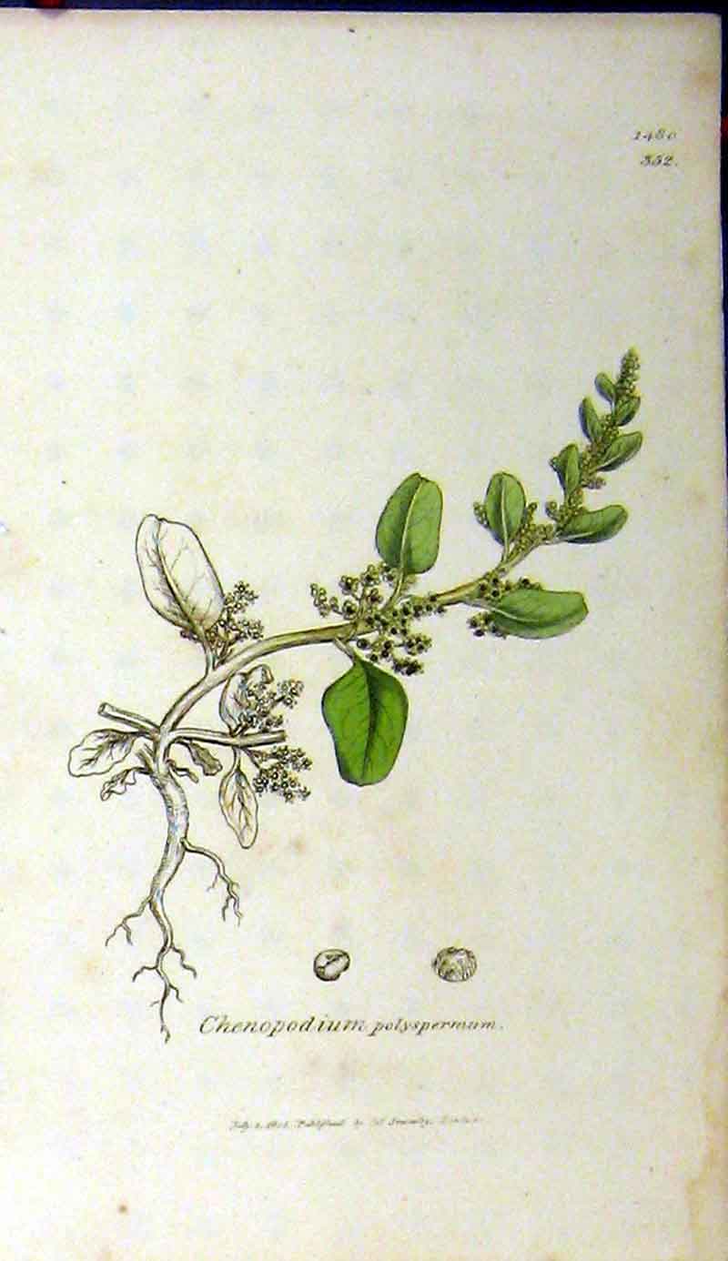 Original Old Antique Print 1805 Chenopodium Polyspermum Sowerby Botanical 19th