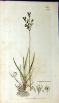 Original Old Antique Print Luzula Forsteri 1804 Sowerby Botanical Grass 19th