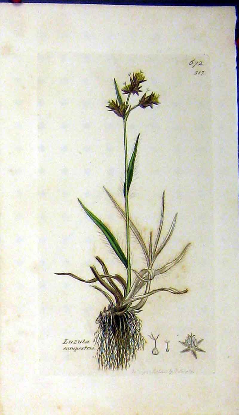 Original Old Antique Print 1799 Luzula Campestris Sowerby Botanical Grass 18th