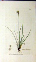 Original Old Antique Print 1801 Sowerby Botanical Juncus Triglumis Grass 19th