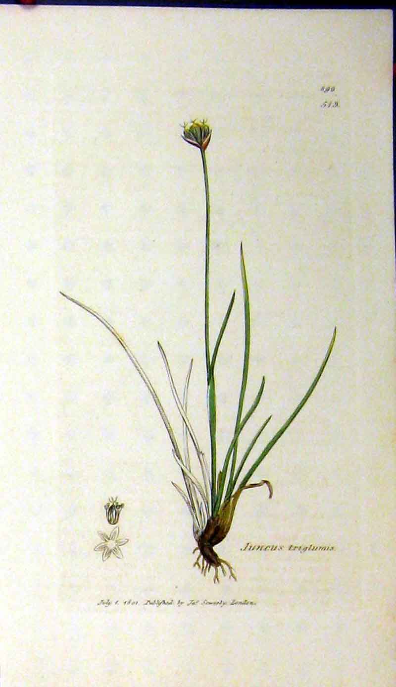 Original Old Antique Print 1801 Sowerby Botanical Juncus Triglumis Grass 19th