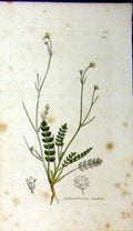 Original Old Antique Print 1794 Sowerby Botanical Petroselinum Segetum Plant
