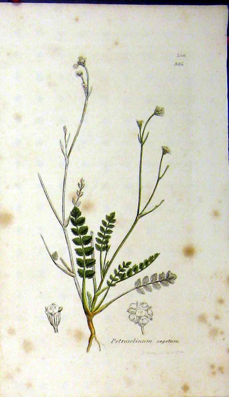 Original Old Antique Print 1794 Sowerby Botanical Petroselinum Segetum Plant