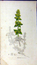Original Old Antique Print 1793 Sowerby Botanical Galium Eruciatum Grass 18th