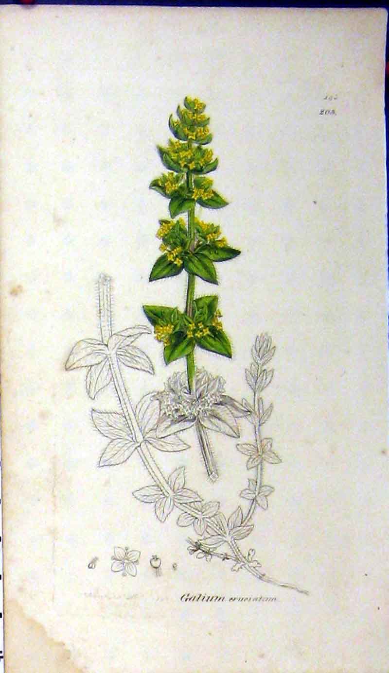 Original Old Antique Print 1793 Sowerby Botanical Galium Eruciatum Grass 18th