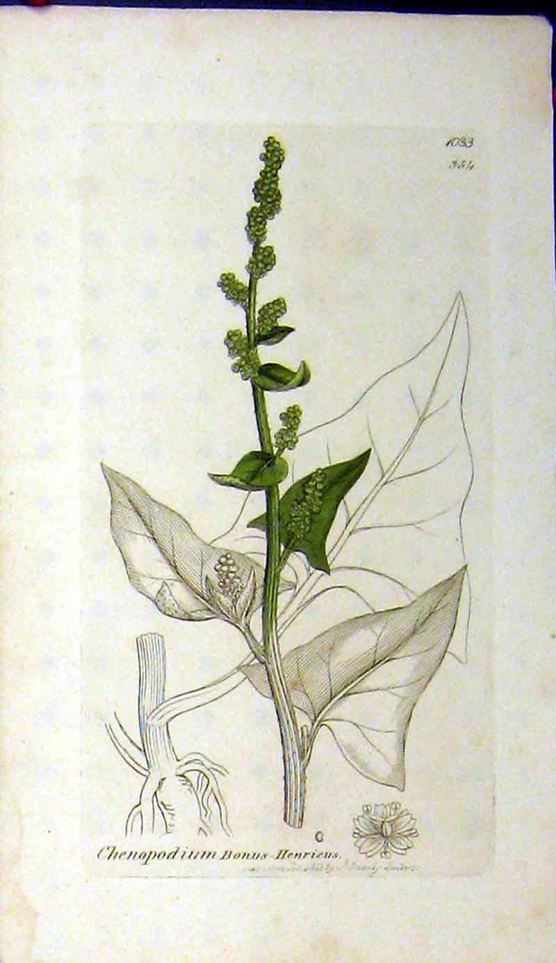 Original Old Antique Print 1800 Sowerby Botanical Chenopodium Bonus Henricus