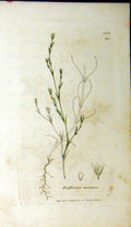 Old Antique Print 1804 Buffonia Tenuifolia Sowerby Botanical Grass Plant 19th