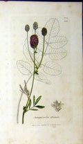 Original Old Antique Print Sanguisorba Officinalis 1804 Sowerby Botanical Grass