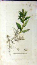 Original Old Antique Print 1805 Chenopodium Glaucum Sowerby Botanical Grass