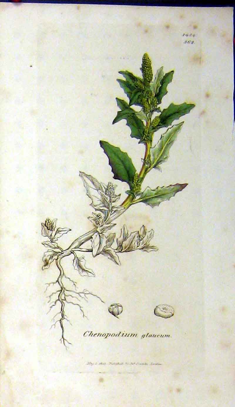 Original Old Antique Print 1805 Chenopodium Glaucum Sowerby Botanical Grass