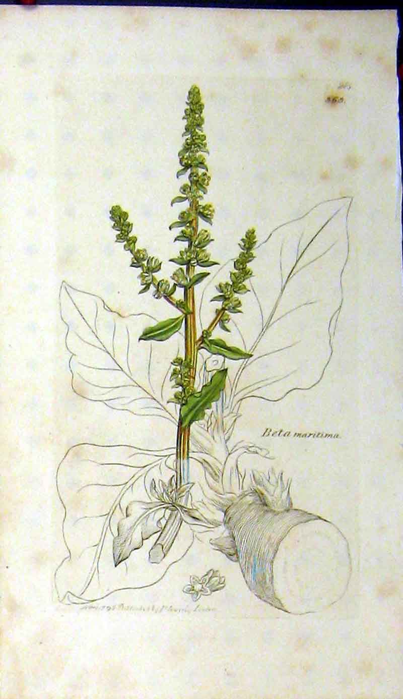 Original Old Antique Print 1795 Sowerby Botanical Beta Maritima Grass Plant