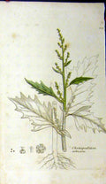 Original Old Antique Print Chenopodium Urbicum Sowerby Botanical Grass