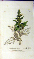 Original Old Antique Print Sowerby Botanical 1807 Chenopodium Rubrum Grass 19th