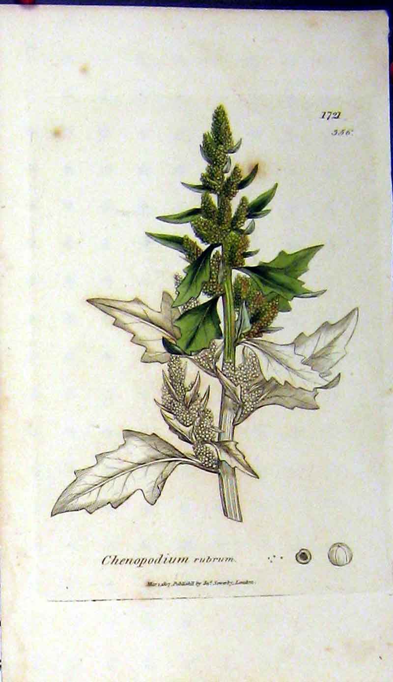 Original Old Antique Print Sowerby Botanical 1807 Chenopodium Rubrum Grass 19th
