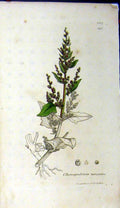 Original Old Antique Print 1811 Chenopodium Botryoides Sowerby Botanical 19th