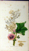 Original Old Antique Print Sowerby Botanical 1808 Lavatera Arborea Flower 19th