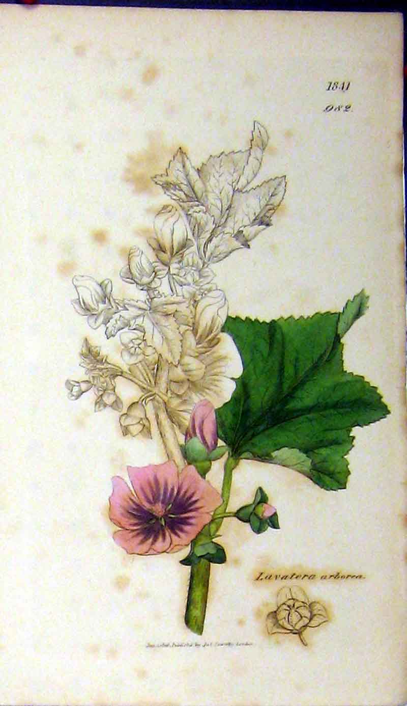 Original Old Antique Print Sowerby Botanical 1808 Lavatera Arborea Flower 19th