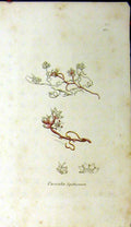 Original Old Antique Print Cascuta Epithymum Sowerby Botanical Flower Plant