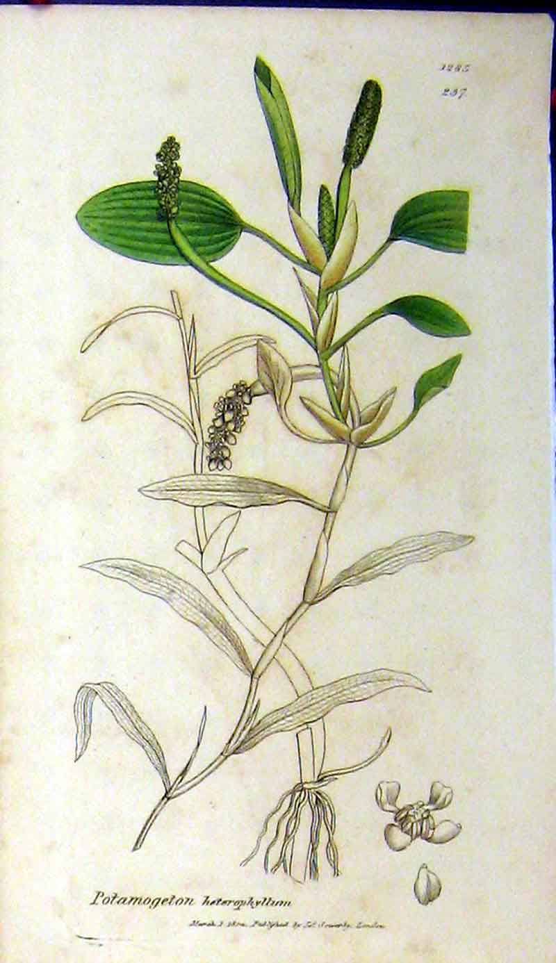 Old Antique Print 1804 Sowerby Botanical Potamogeton Heterophyllum Grass 19th