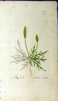Original Old Antique Print Plantago Coronopus Sowerby Botanical Plant Grass