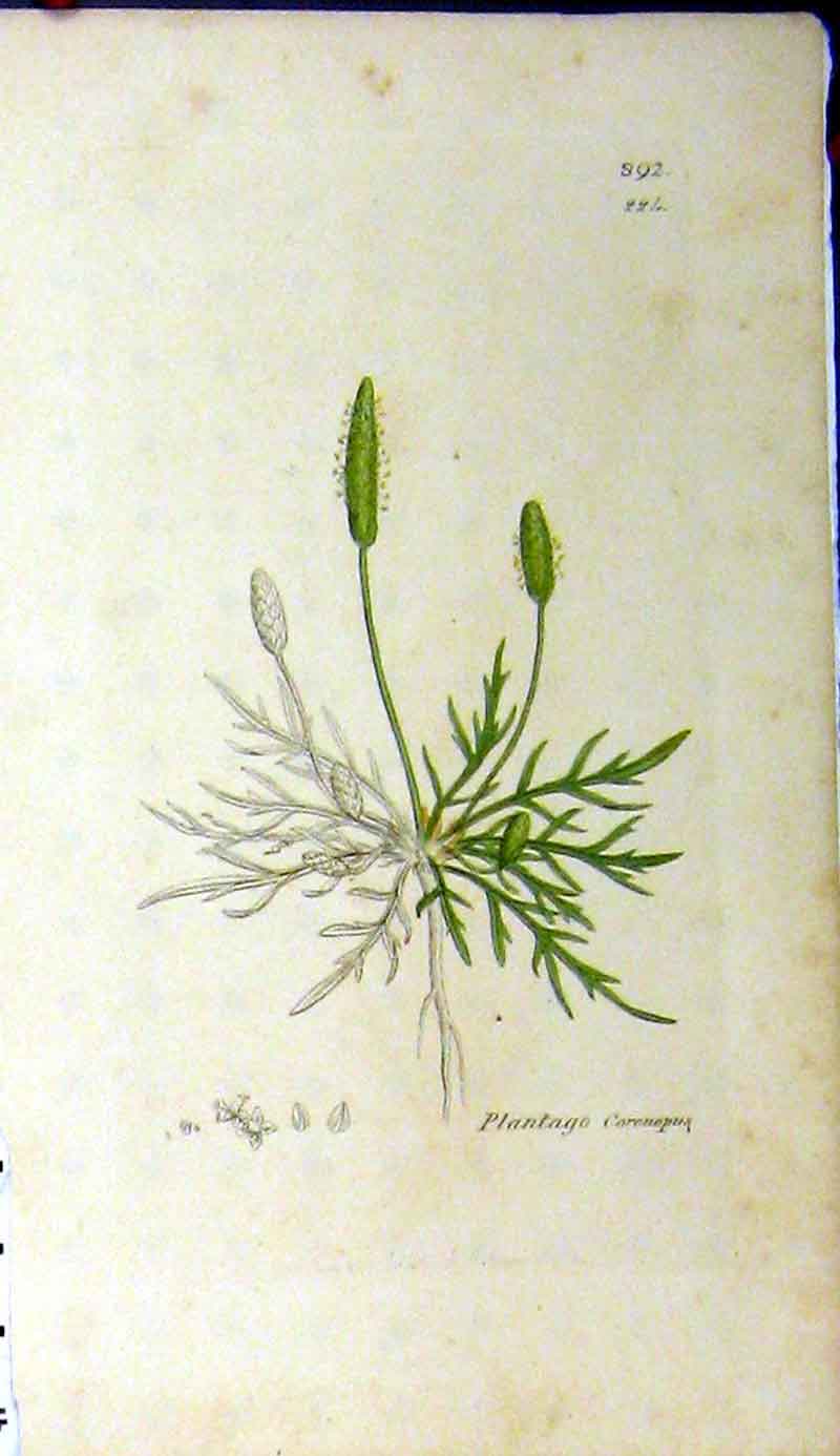 Original Old Antique Print Plantago Coronopus Sowerby Botanical Plant Grass
