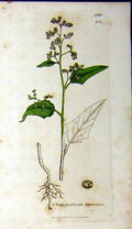 Original Old Antique Print Sowerby Botanical 1808 Chenopodium Hybridum 19th