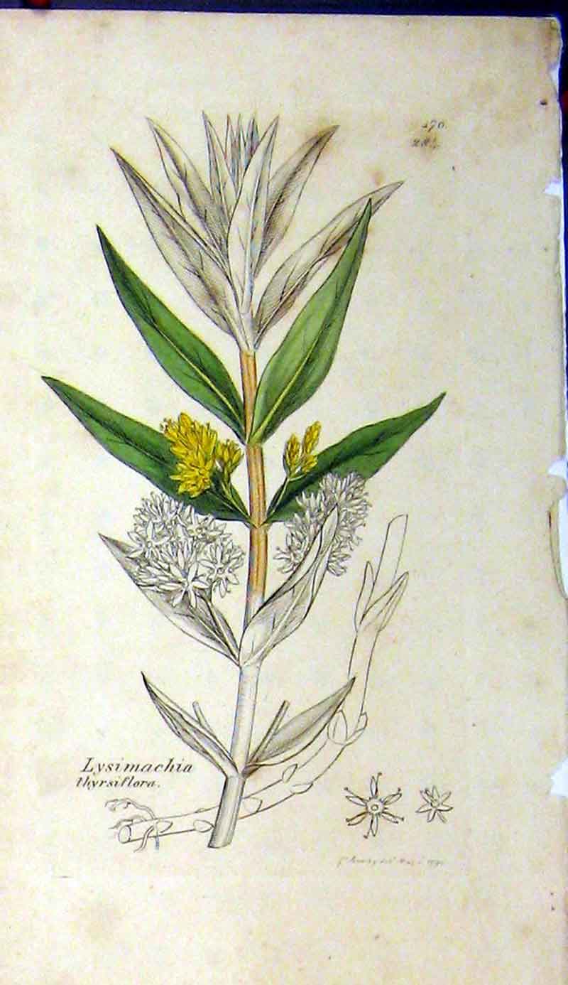 Original Old Antique Print 1794 Sowerby Botanical Lysimachia Thyrsiflora 18th