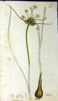 Original Old Antique Print Allium Oleraceum 1798 Sowerby Botanical Grass Plant