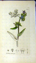 Original Old Antique Print Anchusa Officinalis Sowerby Botanical Flower