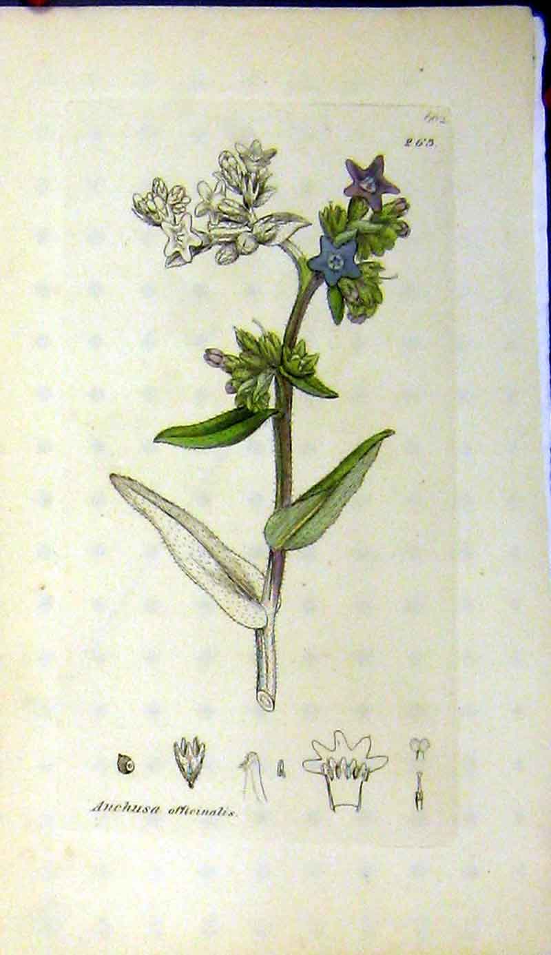 Original Old Antique Print Anchusa Officinalis Sowerby Botanical Flower