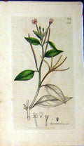 Original Old Antique Print 1800 Sowerby Botanical Epilobium Roseum Flower 19th