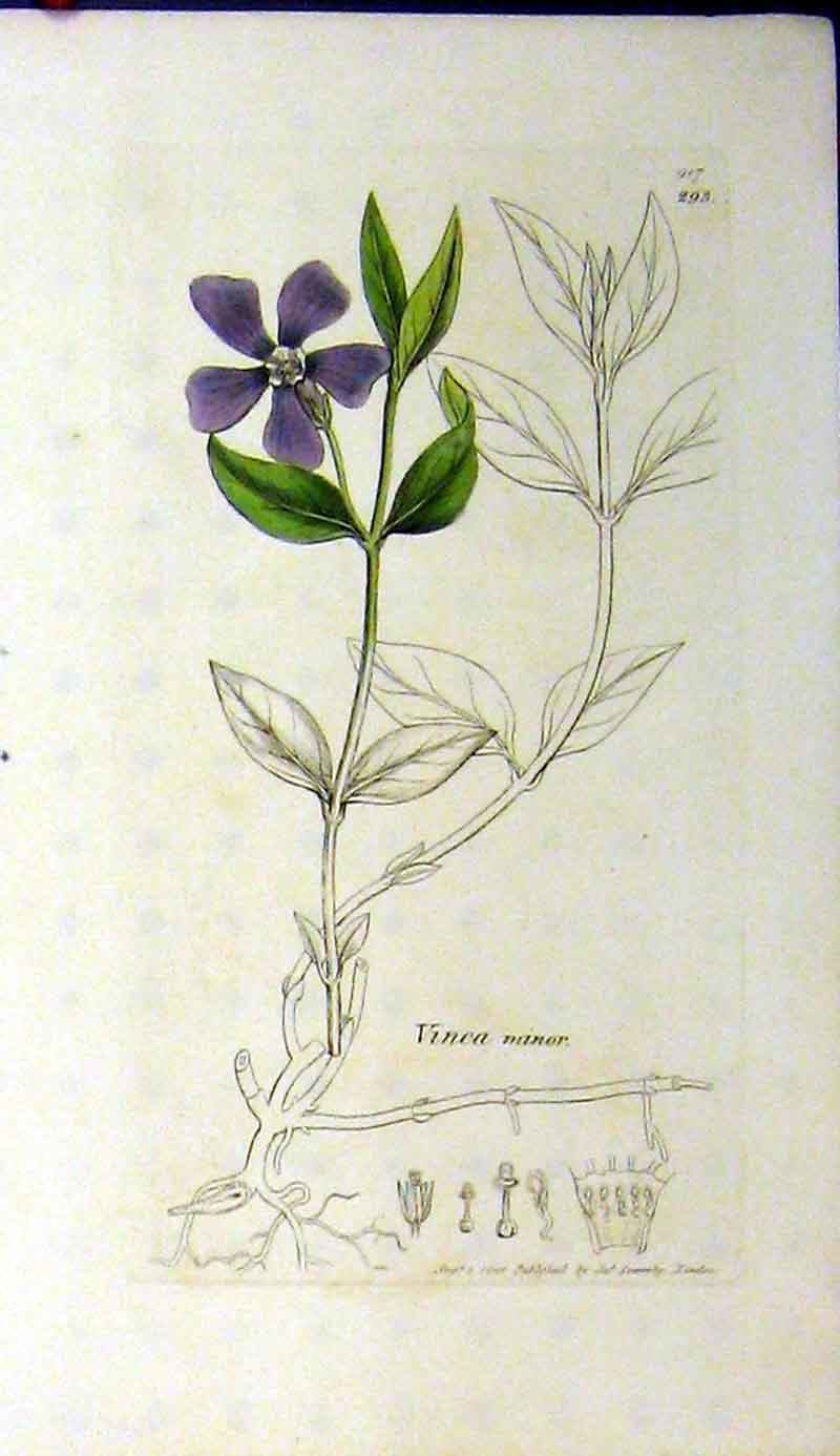 Original Old Antique Print Vinca Minor 1801 Sowerby Botanical Flower Plant 19th