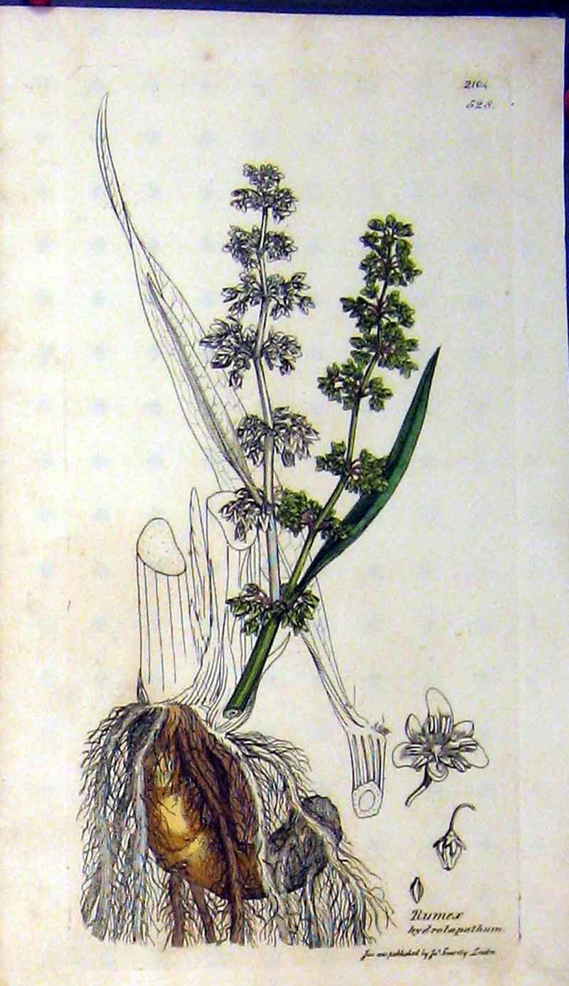 Original Old Antique Print 1810 Sowerby Botanical Rumex Hydrolapathum 19th