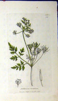 Original Old Antique Print Anthriscus Cerefolium 1804 Sowerby Botanical Grass