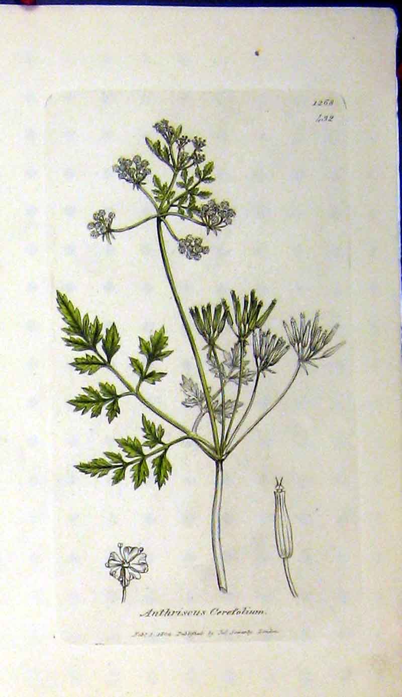 Original Old Antique Print Anthriscus Cerefolium 1804 Sowerby Botanical Grass