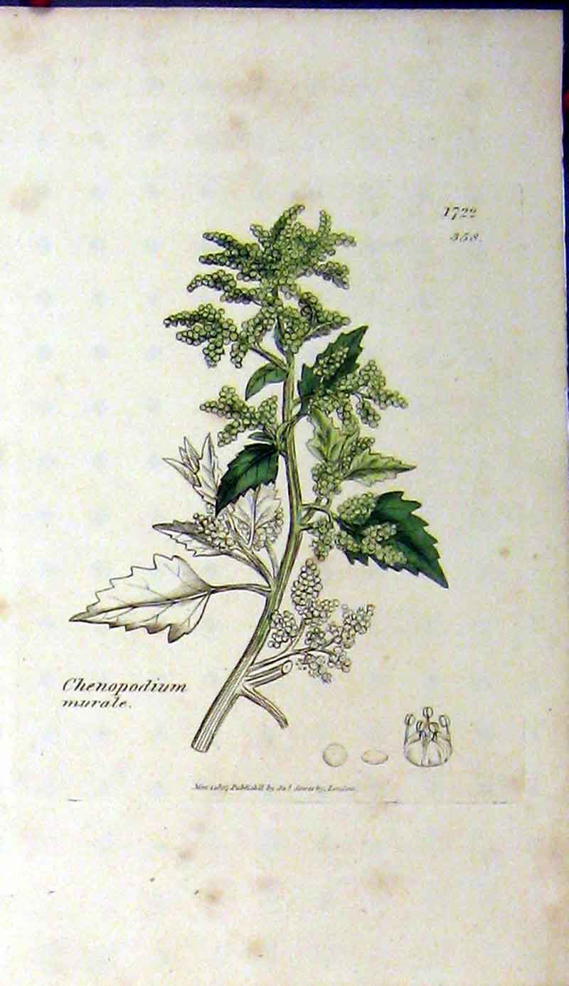 Original Old Antique Print Sowerby Botanical 1807 Chenopodium Murale Grass 19th