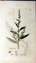 Original Old Antique Print 1806 Sowerby Botanical Rumex Acutus Grass Plant 19th