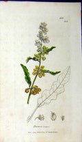 Original Old Antique Print Rumex Crispus 1809 Sowerby Botanical Grass Plant
