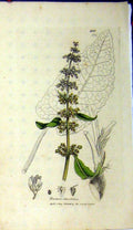 Original Old Antique Print Sowerby Botanical 1809 Rumex Obtusifolius Grass 19th