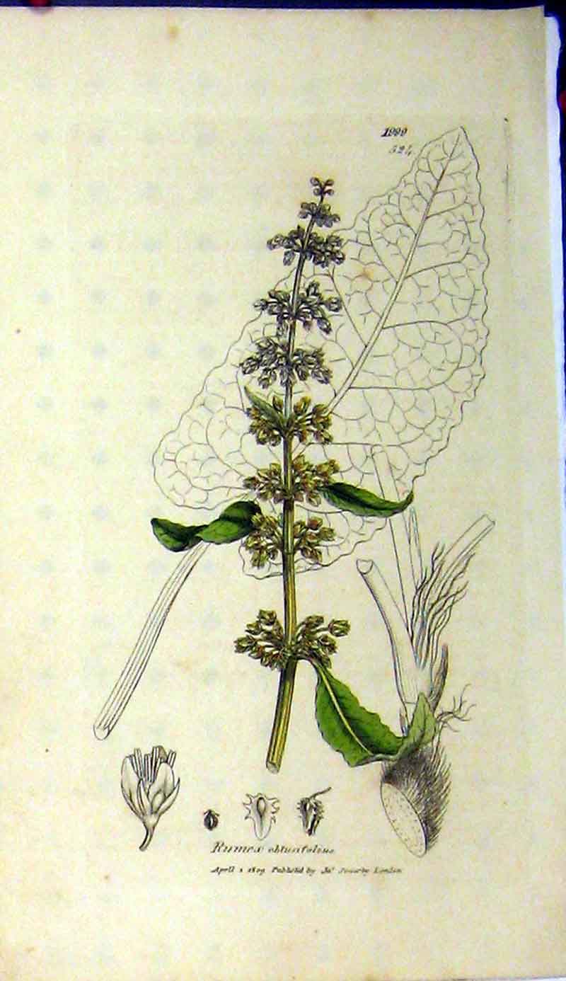 Original Old Antique Print Sowerby Botanical 1809 Rumex Obtusifolius Grass 19th