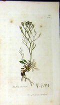 Original Old Antique Print Statice Reticulata 1795 Sowerby Botanical Grass 18th